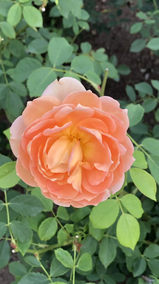 sadayoshiyamato's tweet photo. お疲れ様です🌺日中は暑かったですね☀️この後も水分補給して熱中症には気をつけて素敵な夜を過ごしましょう🌹 https://t.co/UN7hnxUAIl