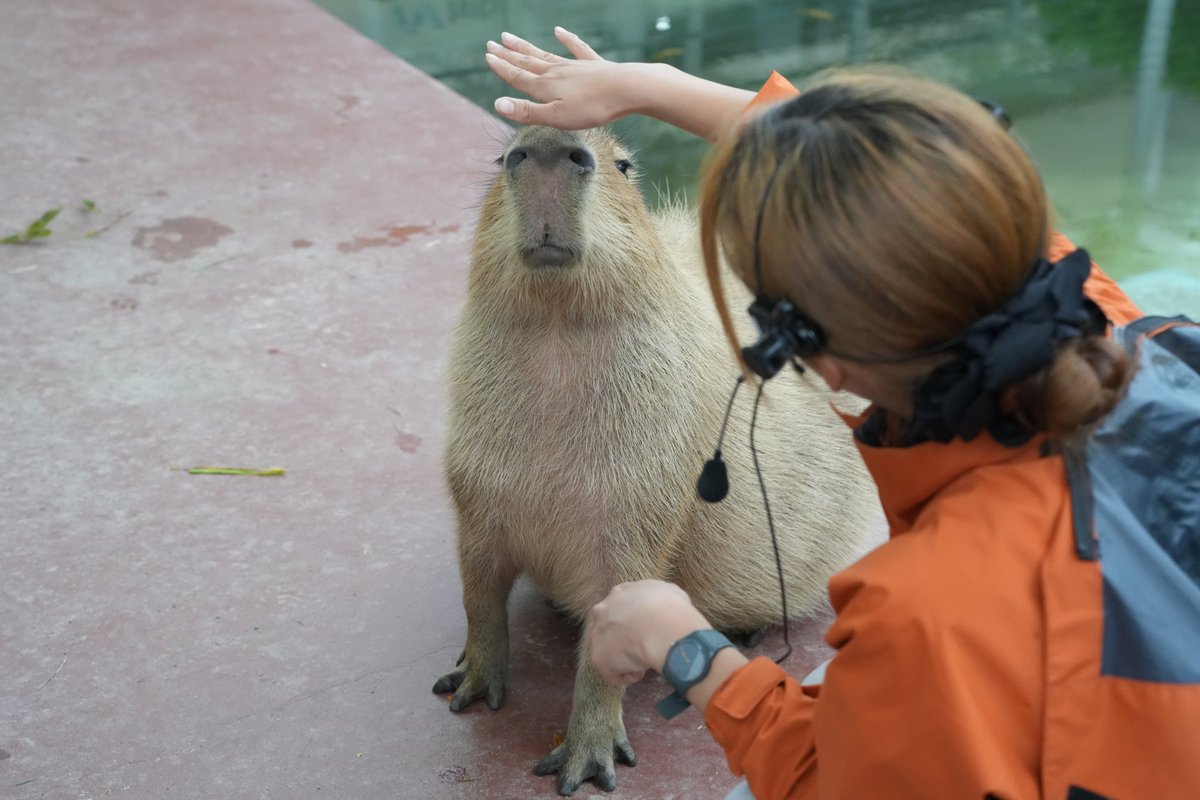 capymofu_jp's tweet photo. 飼育員さんによしよしされるめめちゃん🫶

Meme-chan is being petted by the zookeeper🫶

📍愛知・竹島水族館
🌱ふれあい・えさやり不可
📷2026.5撮影

#カピバラ #capybara #水豚 #masbro
#竹島水族館 #蒲郡 https://t.co/NQlMkULnmT
