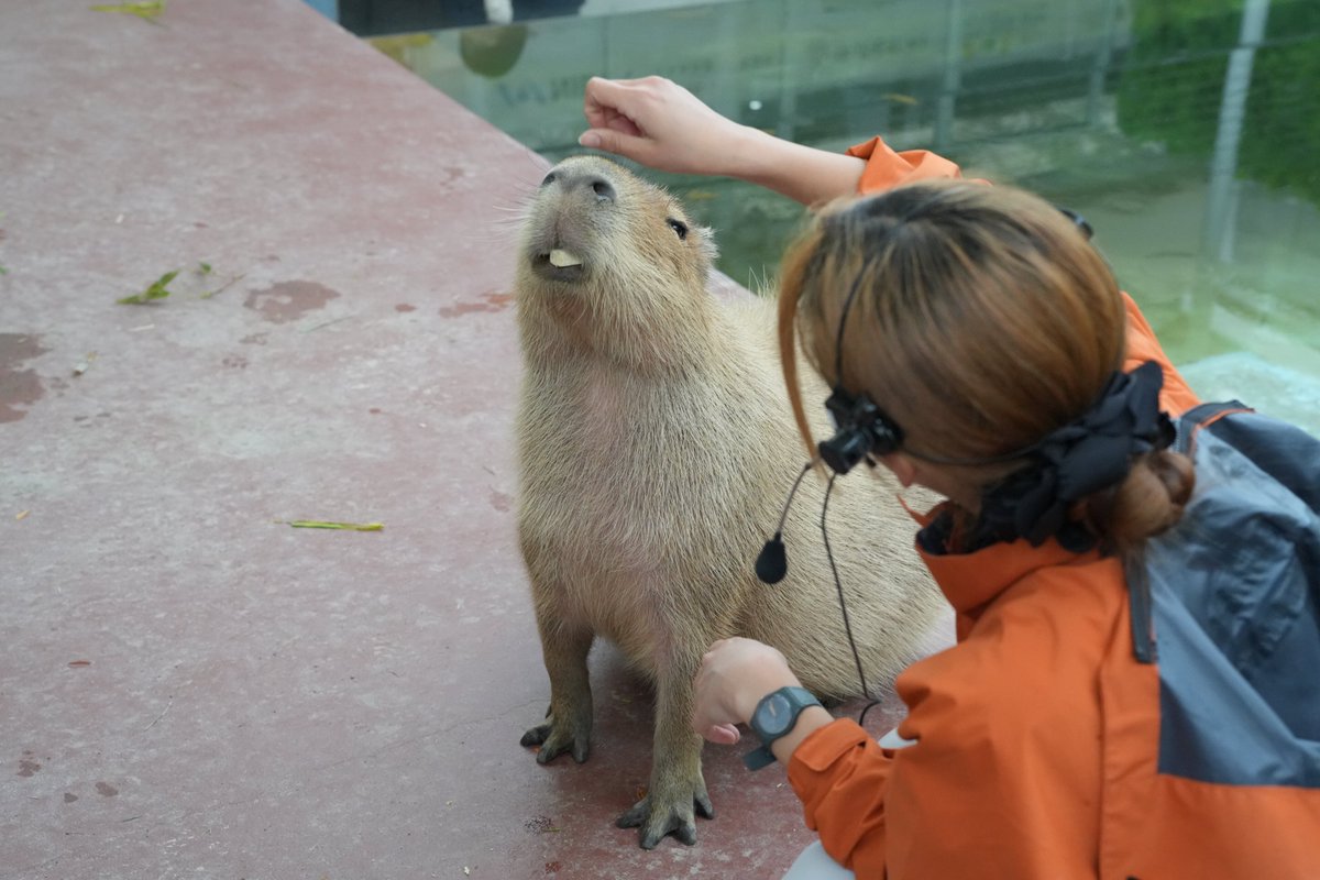 capymofu_jp's tweet photo. 飼育員さんによしよしされるめめちゃん🫶

Meme-chan is being petted by the zookeeper🫶

📍愛知・竹島水族館
🌱ふれあい・えさやり不可
📷2026.5撮影

#カピバラ #capybara #水豚 #masbro
#竹島水族館 #蒲郡 https://t.co/NQlMkULnmT