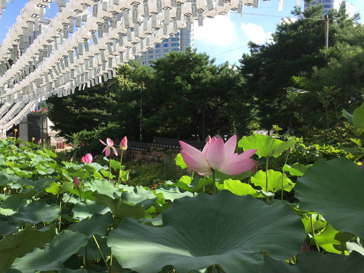 choroomm's tweet photo. 🪷마음이 심란해서 봉은사 왓구
속세의 팔찌가 이쁨… https://t.co/togdbfFjow