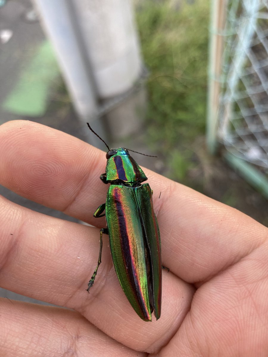 badtamanegi's tweet photo. タマムシがアリにたかられてたから助けて水やって放した

埼玉とはいえ野生のタマムシはレアだなあ https://t.co/re2jLvGHfj