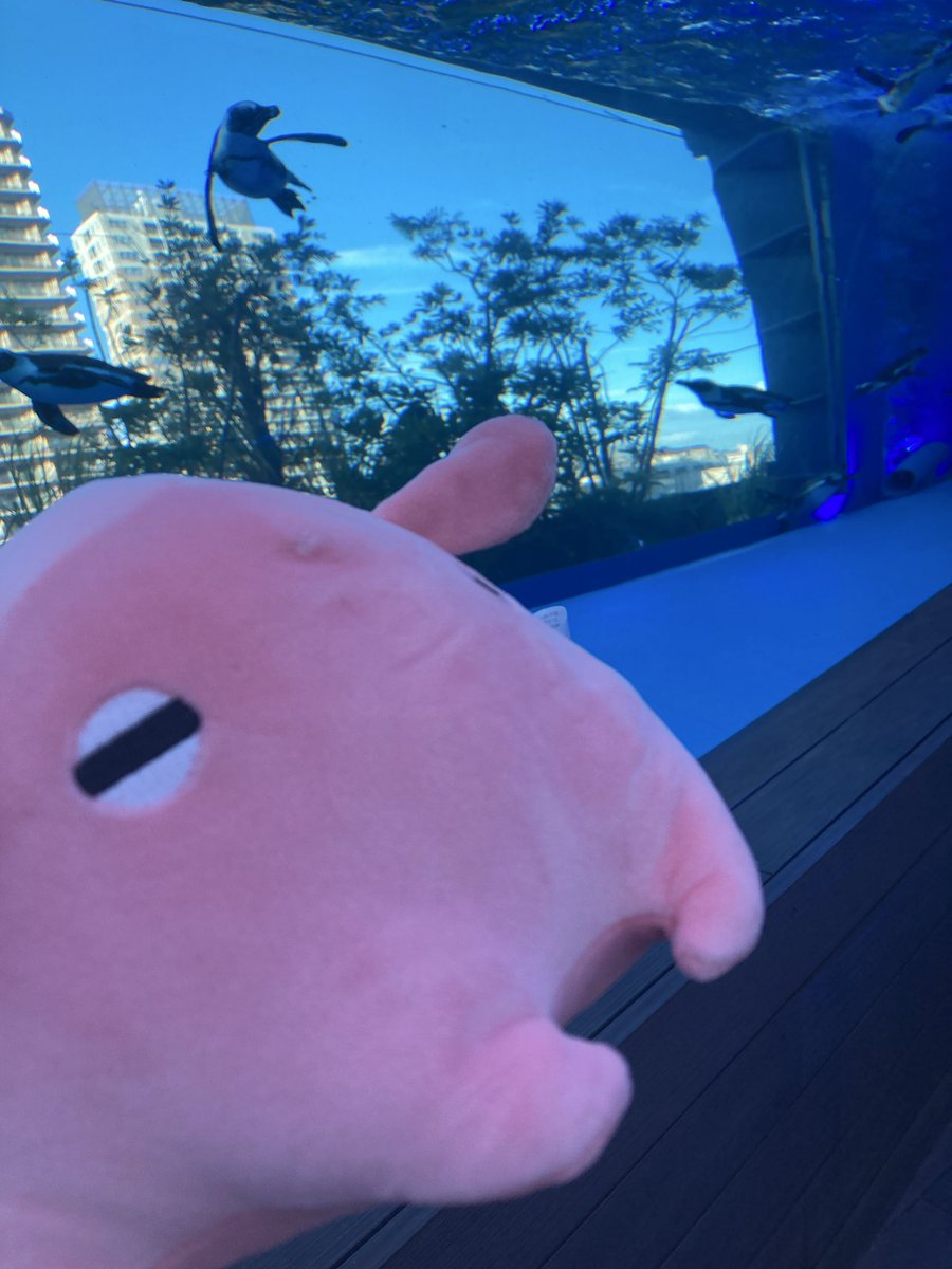 a_rina_kanami's tweet photo. #サンシャイン水族館
#超かぐや姫！

サンシャイン水族館で開催中の超かぐや姫！のコラボイベントに行って来ました❤️

メンダコくじとグッズ購入を入ってすぐに行うと、そのあと水族館巡りながら時間を気にせず、かぐやの音声ガイドを聴きながらメンダコと写真が撮れるのでおすすめです✨😊🐟 https://t.co/cby9YxoEjm