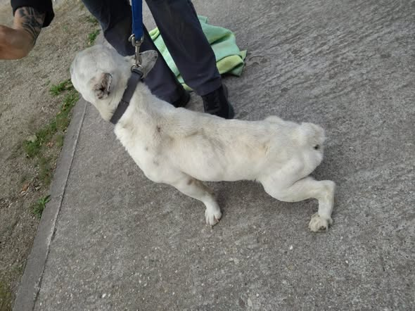 yolandaschultes's tweet photo. 39264 Zerbst
Hund im katastrophalen Zustand gefunden
Kopie Tierheim Stadt Zerbst/Anhalt
+++ Fundtier +++
Dieser Rüde wurde dem Tierheim als Fundtier übergeben. Er ist gechipt, aber weder bei Tasso noch im Zentralen Hunderegister registriert.
Aufgegriffen wurde er in 39264 Zerbst Anhalt, zwischen OT Lindau und Buhlendorf!
Der Hund befindet sich in einem katastrophalen Zustand. Er ist total abgemagert und kann sich kaum noch auf seinen Beinen halten.
Er wird aktuell tiermedizinisch versorgt, drückt die Daumen! 
Wer diesen Hund kennt oder Angaben zu seiner Herkunft machen kann, meldet sich bitte bei uns im Tierheim!
+49 3923 4870440
tierheim@stadt-zerbst.de
