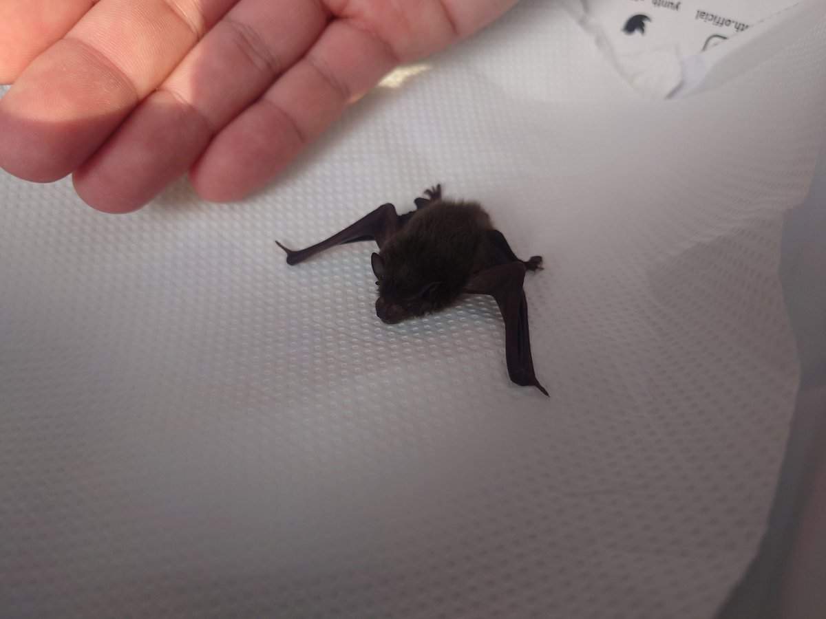 nepon954's tweet photo. 縁側に黒い塊落ちててカブトムシかと思ったらベビーコウモリでしたわ🦇
つぶらな瞳、ふわふわ体毛、飛べるハムスターみたいで可愛いと思いつつ鳥獣保護バリアが発動する生物なのでダンボールにキッチンペーパー敷いて日陰に置いて様子見👁️‍👁
猫とかにやられないうちに親がなんとかしてくれぃ https://t.co/jzX5rOdKpF