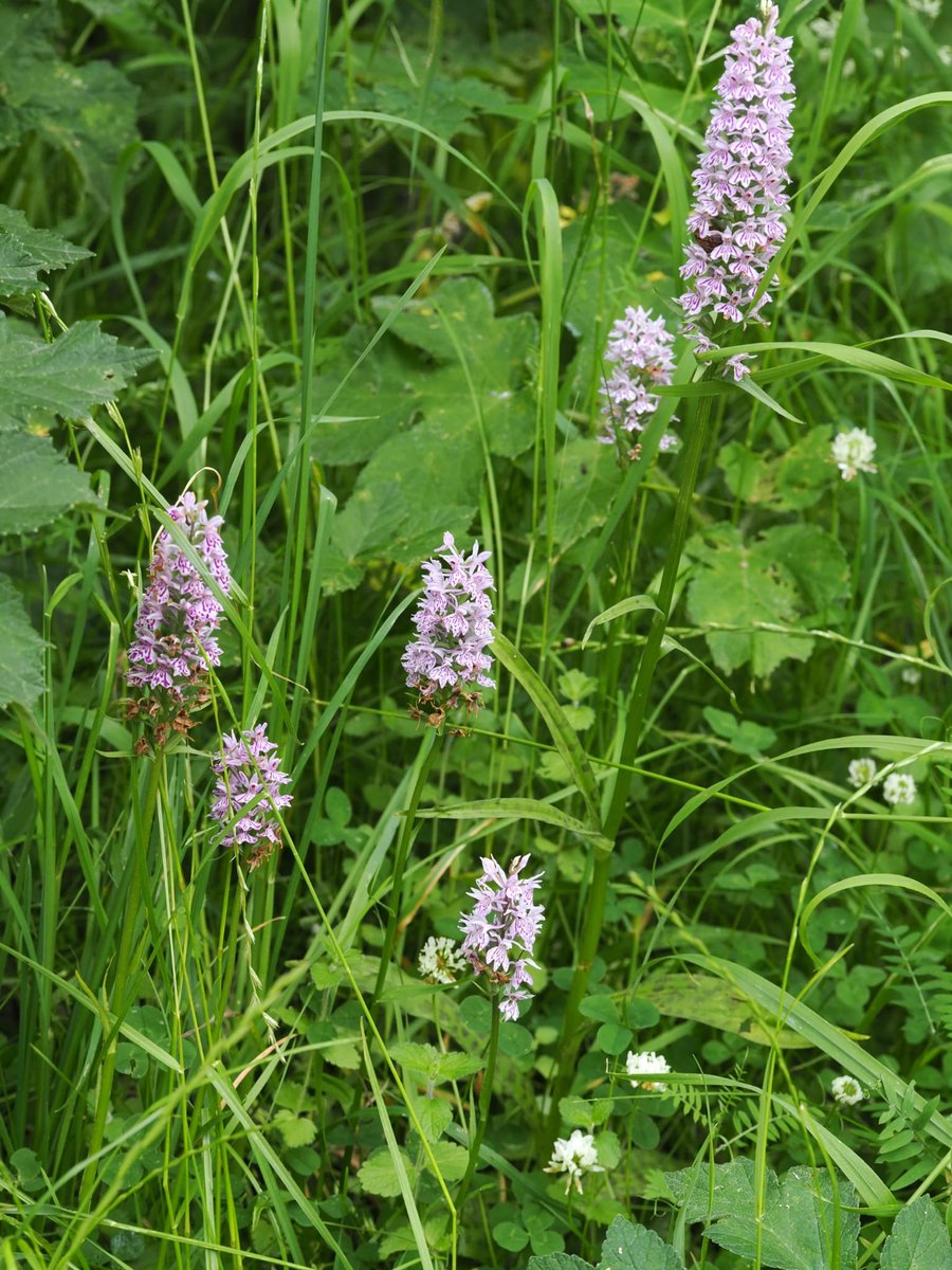 FritillaryLilly's tweet photo. Common spotted #Orchid. #Camdridgeshire #flowers #UKFlora #wildflowers #wildflowerhour #TwitterNatureCommunity https://t.co/IhCfiHP8ec