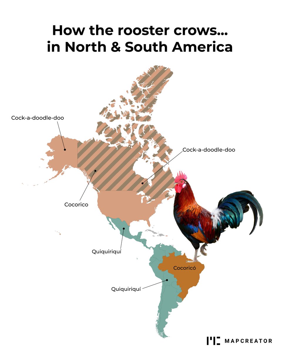 mapcreator_io's tweet photo. Same rooster, very different soundtrack. 🐓 From cock-a-doodle-doo to kokoriko, kukkokiekuu and cocorico, here’s how the rooster crows around the world. What does it sound like in your language?

Source: reddit &amp; wikipedia https://t.co/jrMvEHjpiy