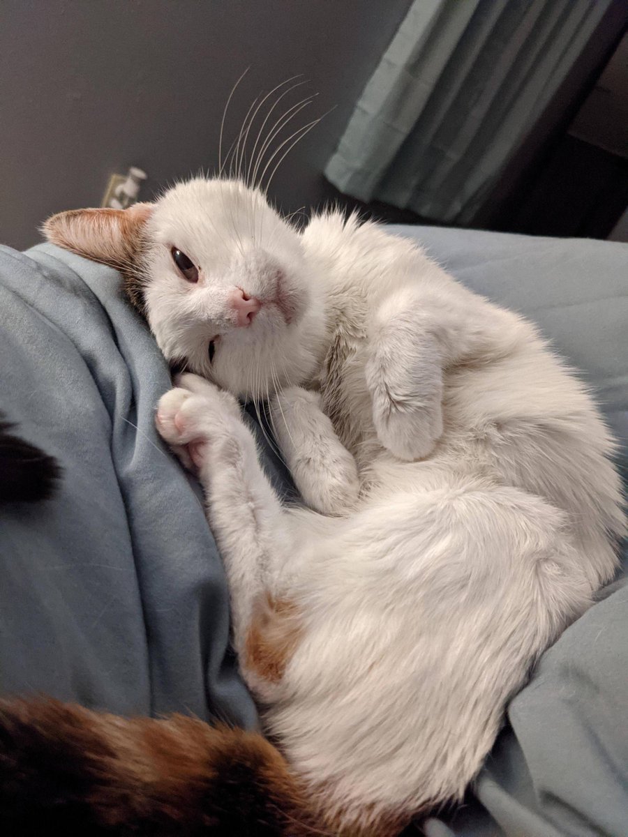 yoga_and_more's tweet photo. good morning 🌞 ❤️ 🐈 ❤️ #KatzengegenHass 😺 💕 🐾 #KatzenfürdieUkraine 🇺🇦 🌈 ✨ https://t.co/8kIlqodvhU