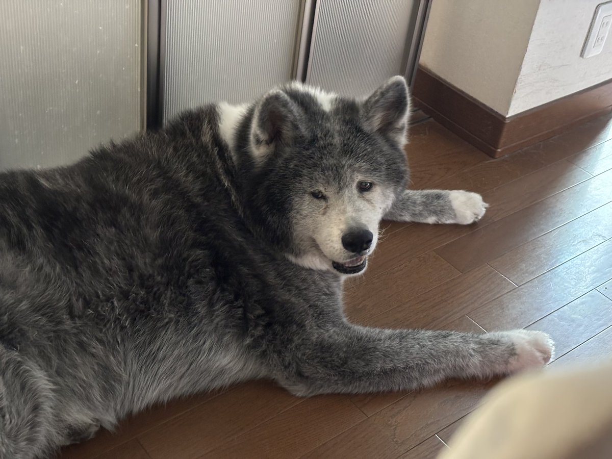 BEN_chama_K's tweet photo. 犬は今日もな〜んにもしてません https://t.co/DP2tUuYiSj
