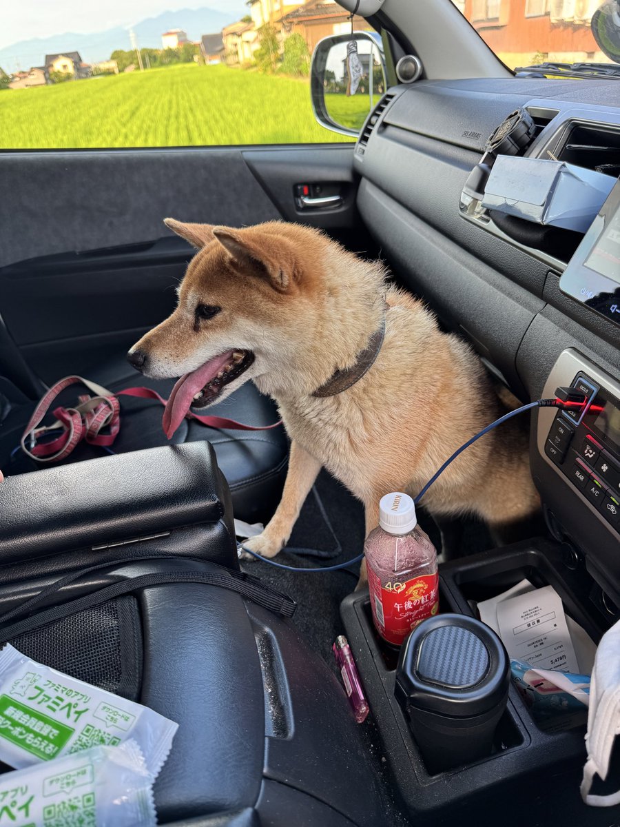 ahoo1033's tweet photo. 富山県富山市八尾町の杉原小学校付近で迷子の柴犬？友達が保護しています
飼い主をわかる方いましたら連絡お願いします
 #富山市 #八尾町 #迷子犬 #柴犬 #杉原小学校 https://t.co/bSZEzPFIPD
