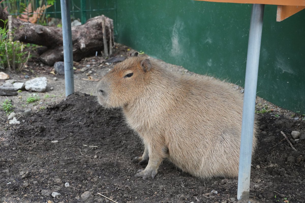 capymofu_jp's tweet photo. カピバラのめめちゃん🫶

Meme-chan the Capybara🫶

📍愛知・竹島水族館
🌱ふれあい・えさやり不可
📷2026.5撮影

#カピバラ #capybara #水豚 #masbro
#竹島水族館 #蒲郡 https://t.co/L9jYy44D02