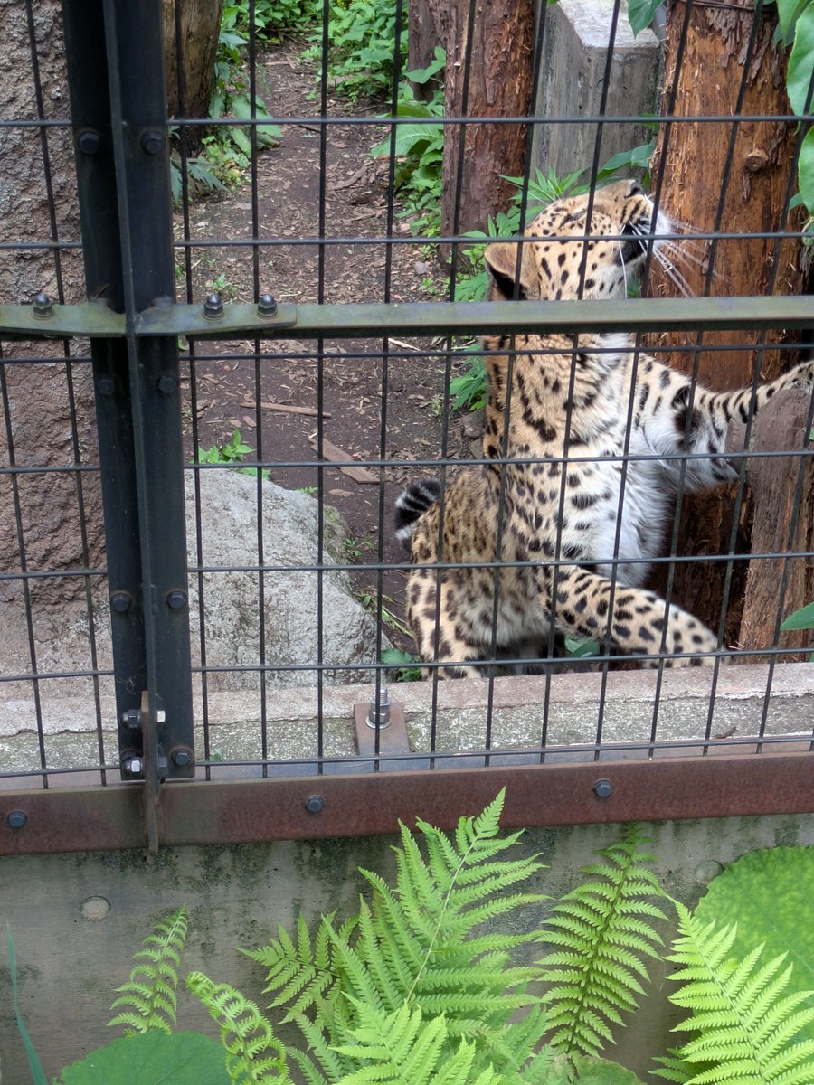 HiYo226's tweet photo. これは旭山動物園のヒョウ（ぐるぐるまわりながらこの仰け反りポーズを繰り返していた） https://t.co/DPoOvpNcZt