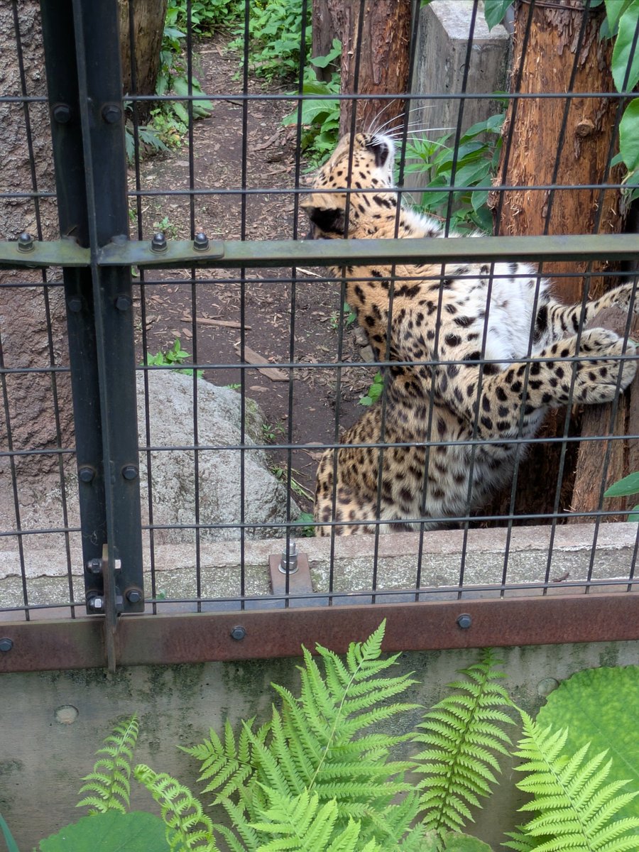 HiYo226's tweet photo. これは旭山動物園のヒョウ（ぐるぐるまわりながらこの仰け反りポーズを繰り返していた） https://t.co/DPoOvpNcZt