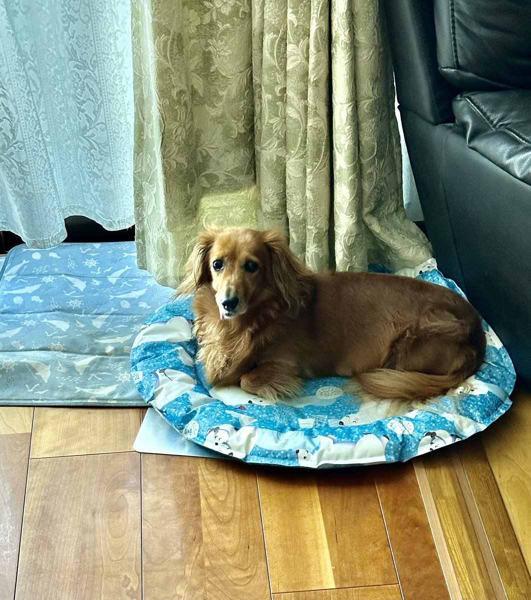 yellow_piipooo's tweet photo. 最近のイッヌたち。ひんやりグッズが欠かせない！暑いもんね🥵 https://t.co/Ta9e7kcosq