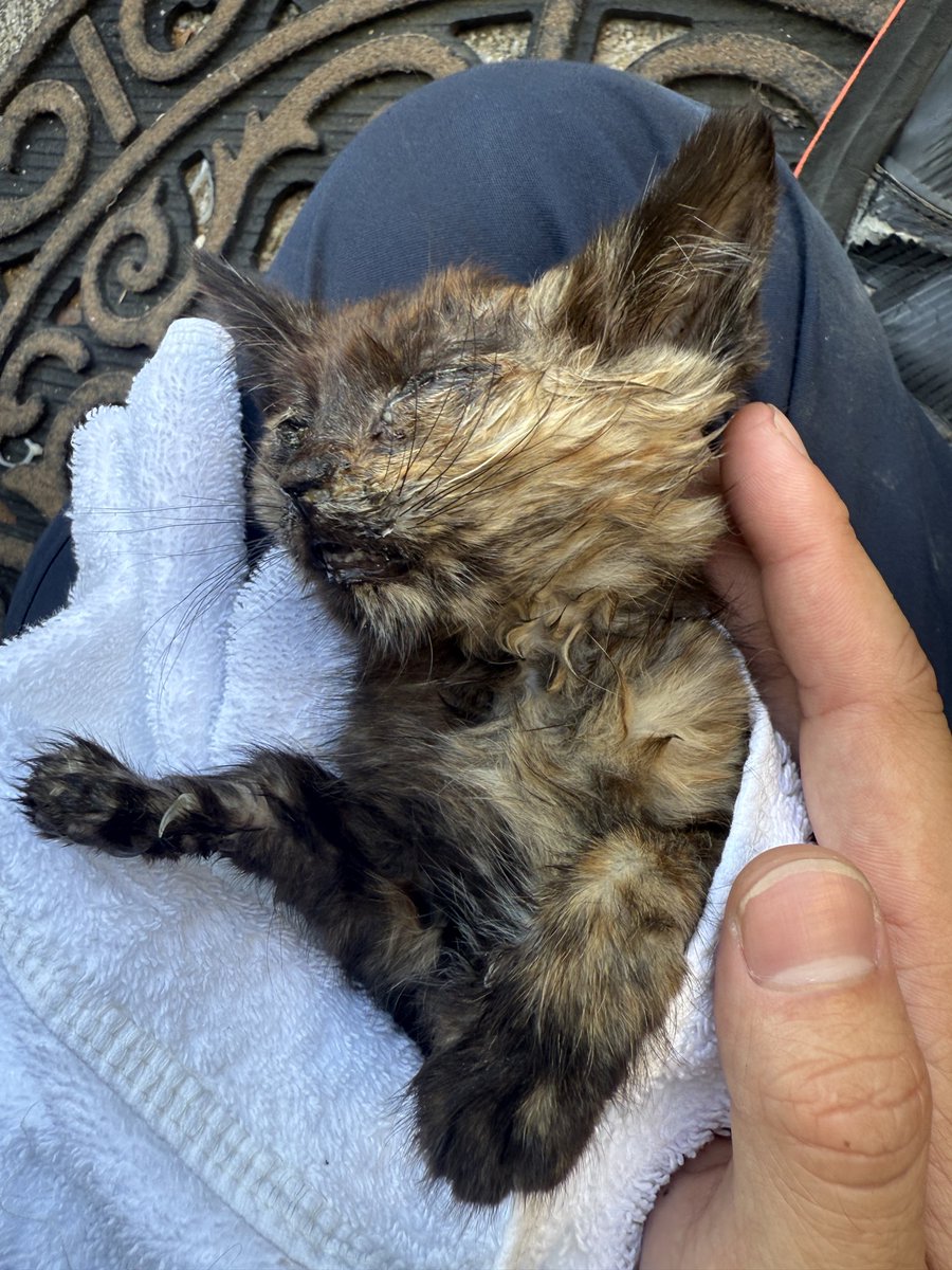 Locon_ran's tweet photo. 爆睡野良子猫 https://t.co/2j1KiapZmo