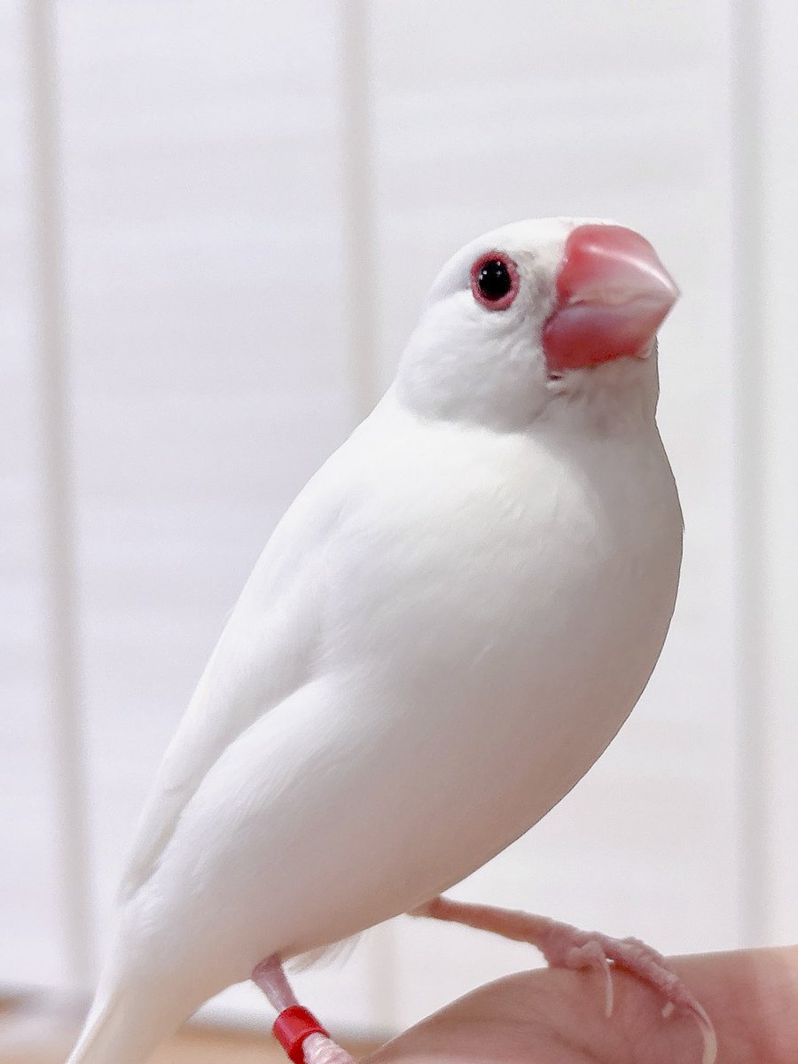 シナモン文鳥さんゲット！ 我が家の白文鳥さんも添えて。
