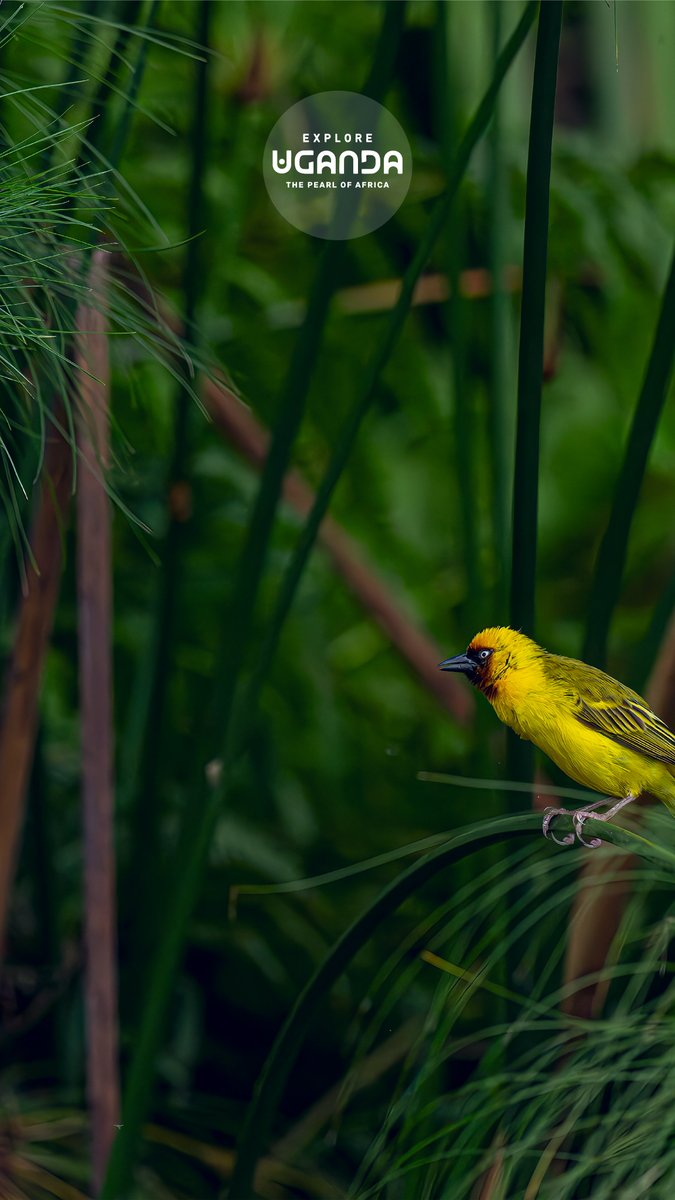 ExploreUganda's tweet photo. 11:11 ✨

Your favourite birding destination is only a glance away.

Download today's wallpaper and keep the Pearl of Africa close, wherever you are.

#WallpaperWednesday | #ExploreUganda https://t.co/QmgZEbGrrR