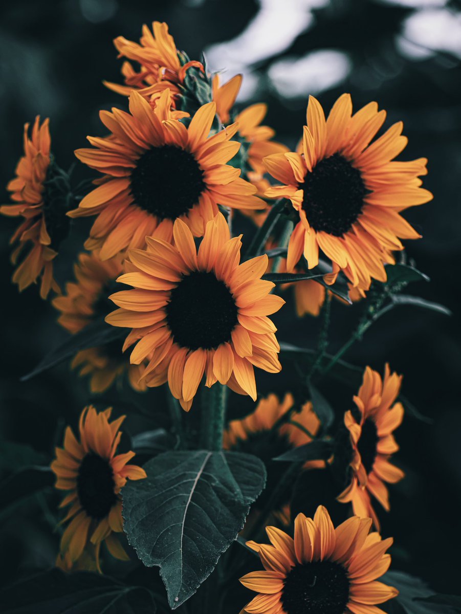 noco3n_com's tweet photo. Sunflower Collection. https://t.co/8GoPtlziTC