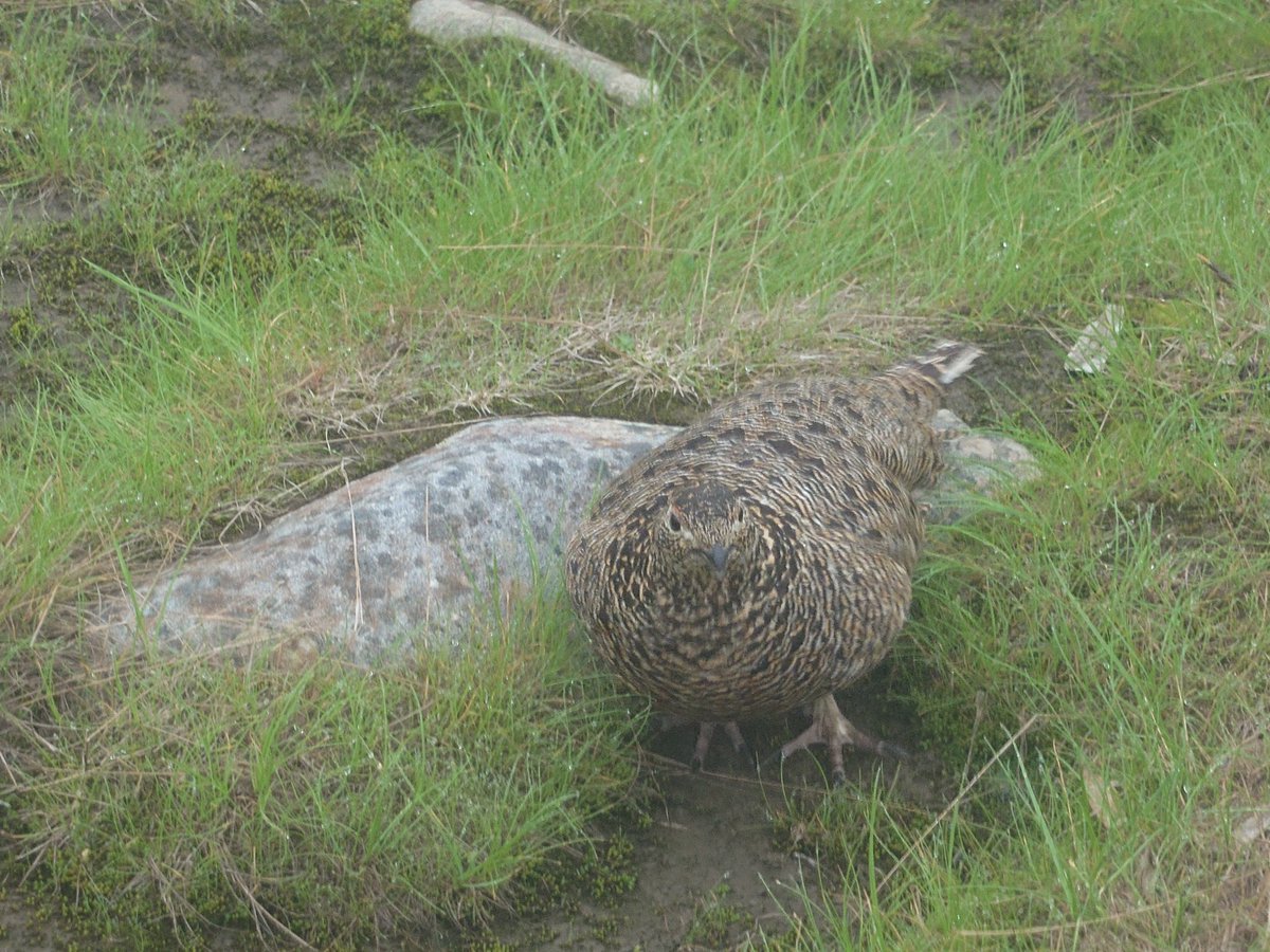 zanzaku105's tweet photo. 昨日の雷鳥シリーズ、その3。
北ノ俣岳を降りて神岡新道分岐地点を通過し、しばらく歩き木道地点に差し掛かった時に普通に歩いていたら木道の下から何かが急に飛び出した。
まさかの強風と大雨を凌いでいた雷鳥の母親と産まれたばかりの小さい雛達でした。
隠れていたとは知らなかったので真横をいきなり通り過ぎたので大パニック。雛達は蜘蛛の子を散らすようにあちこちに逃げ出し、母親からは抗議の声と雛達を呼び戻す声。
知らなかったとはいえ申し訳なかったのでお詫びに写真撮らせて？
まさかまだこの時期に雷鳥の小さい子供達をまた見れるとは思わなかった☺️