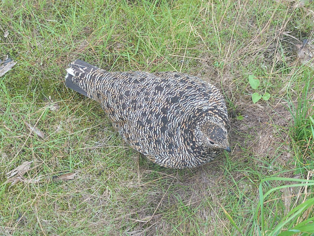 zanzaku105's tweet photo. 昨日の雷鳥シリーズ、その3。
北ノ俣岳を降りて神岡新道分岐地点を通過し、しばらく歩き木道地点に差し掛かった時に普通に歩いていたら木道の下から何かが急に飛び出した。
まさかの強風と大雨を凌いでいた雷鳥の母親と産まれたばかりの小さい雛達でした。
隠れていたとは知らなかったので真横をいきなり通り過ぎたので大パニック。雛達は蜘蛛の子を散らすようにあちこちに逃げ出し、母親からは抗議の声と雛達を呼び戻す声。
知らなかったとはいえ申し訳なかったのでお詫びに写真撮らせて？
まさかまだこの時期に雷鳥の小さい子供達をまた見れるとは思わなかった☺️