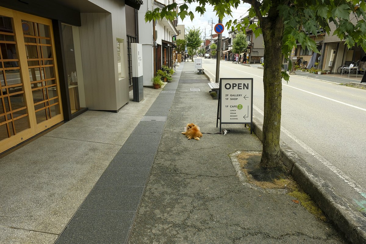 livetakayama's tweet photo. イッヌ… https://t.co/YrVjIfSfBK