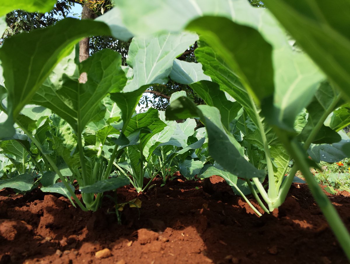 gracious_farm's tweet photo. One of the most underrated farming venture 🙂
#gatangafarmer https://t.co/NeUvRepMfE