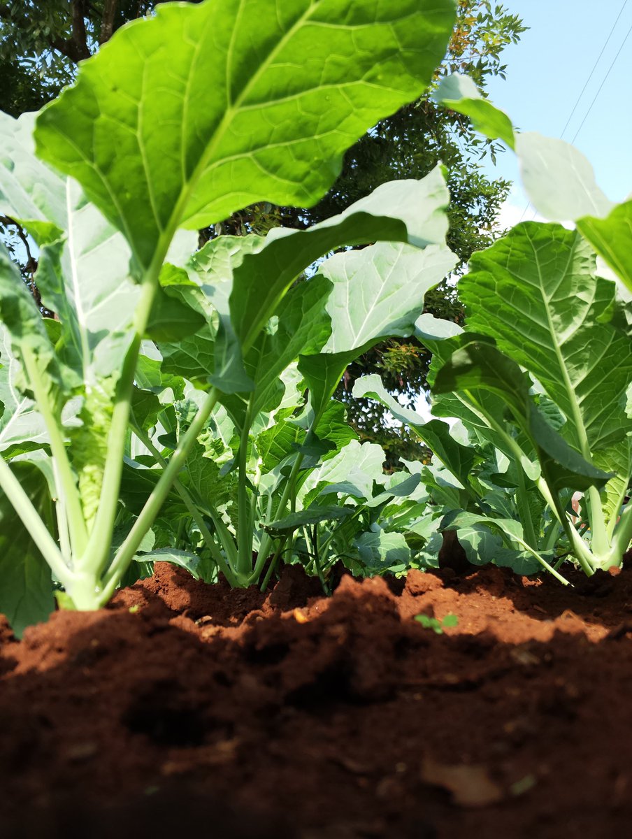 gracious_farm's tweet photo. One of the most underrated farming venture 🙂
#gatangafarmer https://t.co/NeUvRepMfE