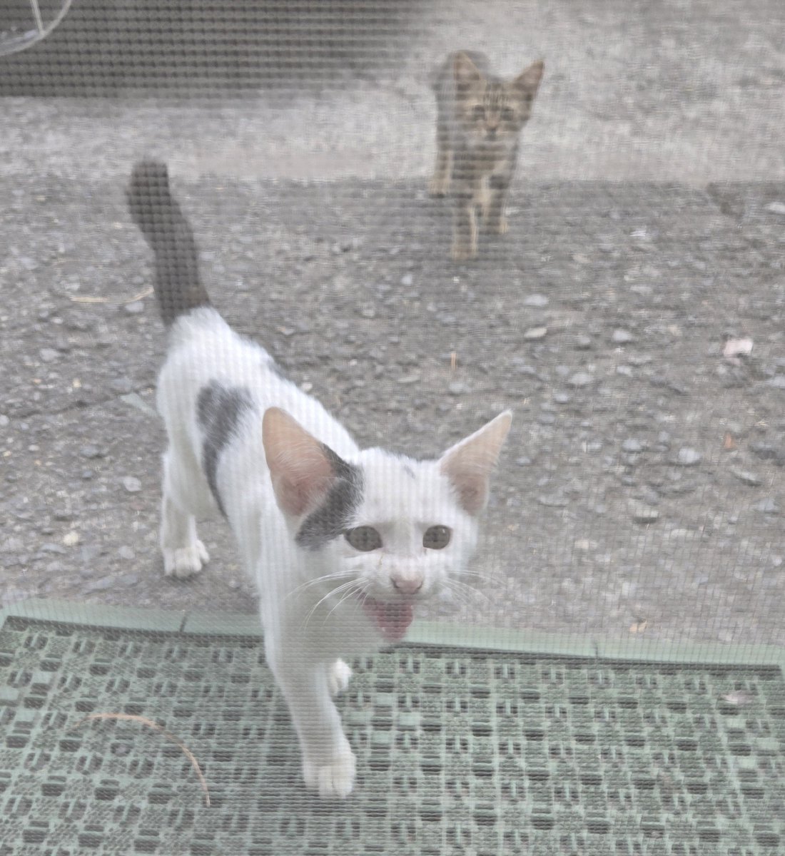 GamaraKuma's tweet photo. やべぇ！チビネコに包囲されている！！

飼いますか？
飼いませんか？← https://t.co/zkHmqGAhG3