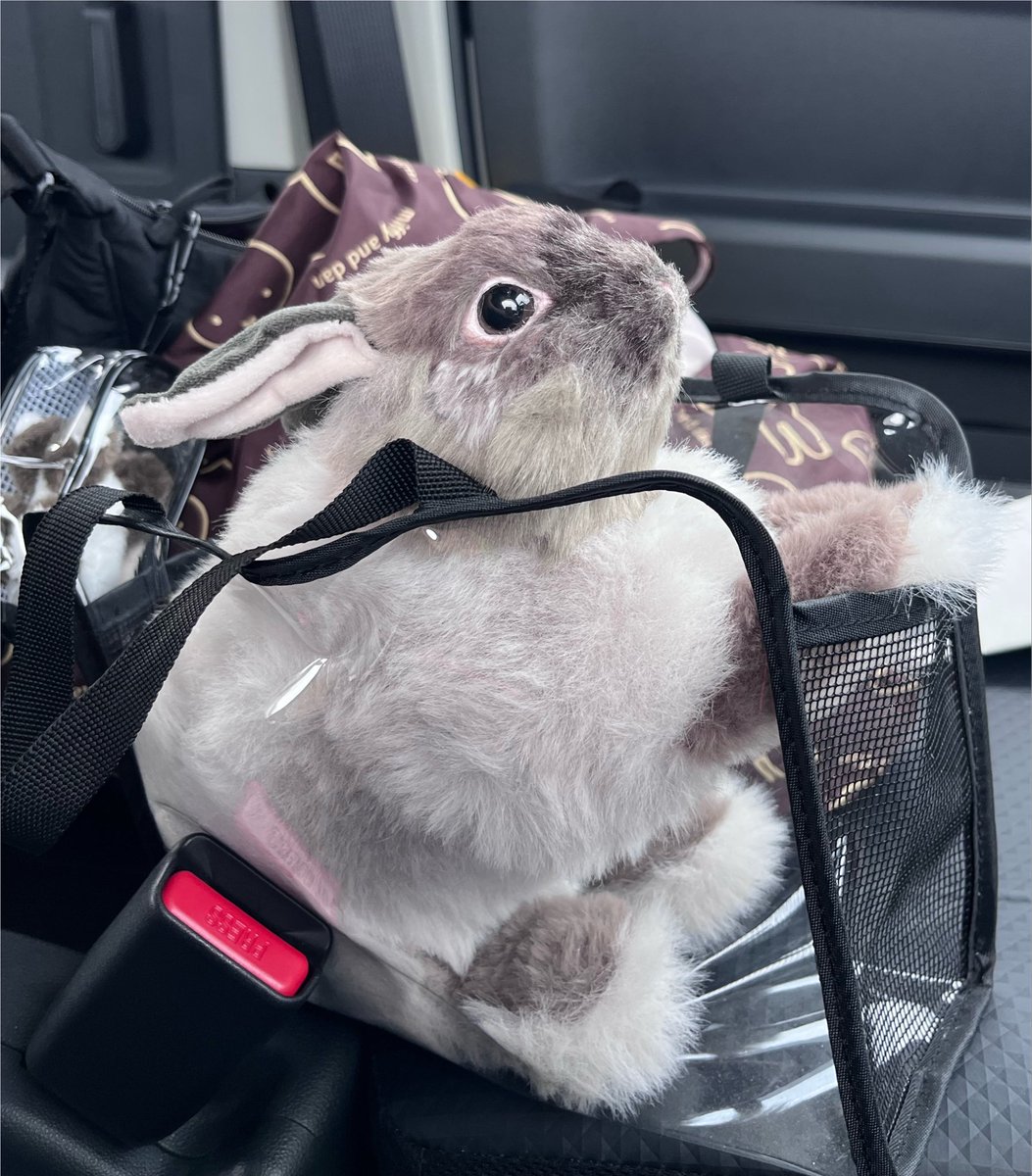 usage_kn's tweet photo. 先生と奥様にお礼を言えました🏥
本当にきのあは奇跡の子だと感じます🐰
ある程度知り、執着心の塊と化した時間に余裕のある今の私の元に来て、先生のような方に診ていただけたからこそ、ここまで頑張れたんだと思います✨

本当に感謝してもしきれません🙏

帰りにきのあを引き取った場所でお買い物 https://t.co/d3hJYimeyQ