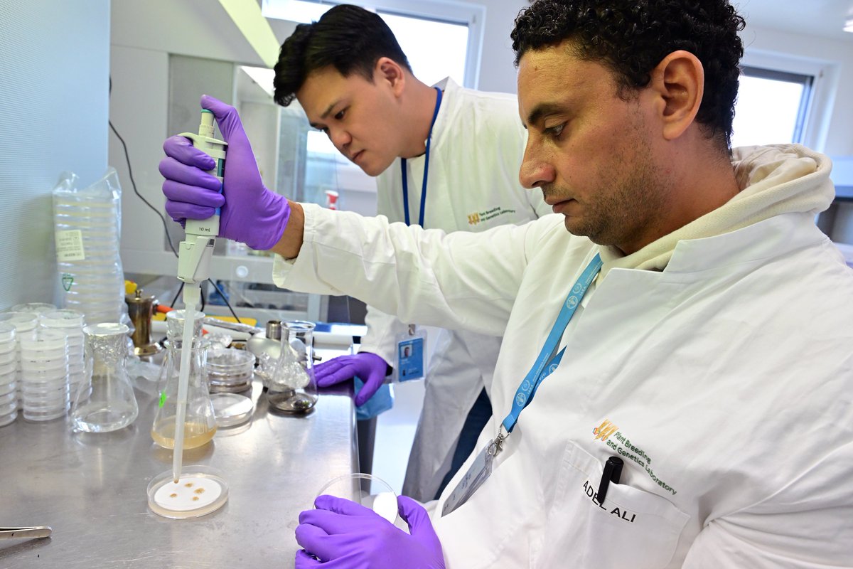 IAEANA's tweet photo. 🌍 From the laboratory to farmers' fields, nuclear science is improving agriculture. 

Through mutation breeding and biotechnology, @IAEAorg helps countries develop better crop varieties with enhanced performance and resilience, contributing to more sustainable food systems. https://t.co/XqkexpwUZK
