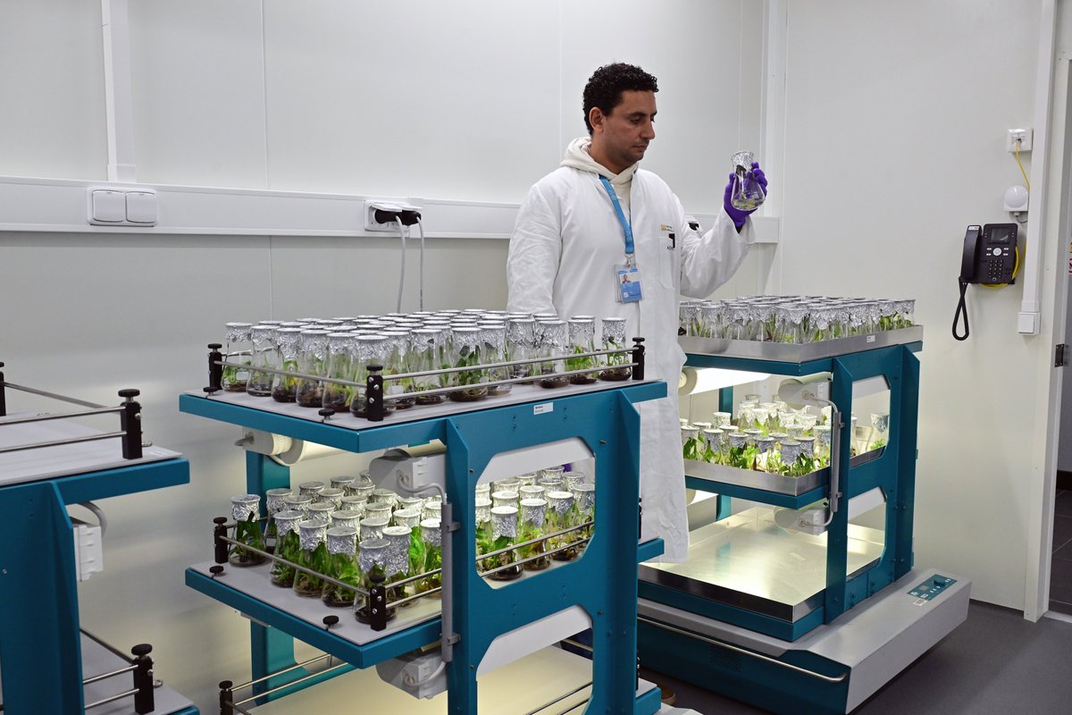 IAEANA's tweet photo. 🌍 From the laboratory to farmers' fields, nuclear science is improving agriculture. 

Through mutation breeding and biotechnology, @IAEAorg helps countries develop better crop varieties with enhanced performance and resilience, contributing to more sustainable food systems. https://t.co/XqkexpwUZK