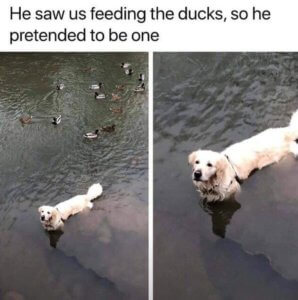 Someone_Useful's tweet photo. Awww

#memes https://t.co/ei8dDOoDRh