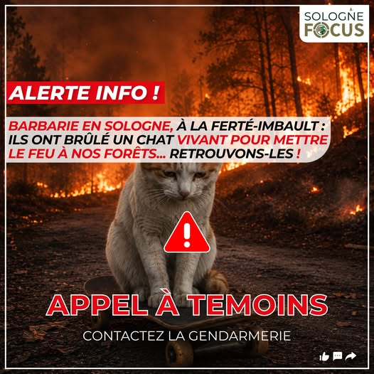 labmo38's tweet photo. APPEL A TEMOIN
#Alerte #Info #drame #choque #sologne #chat #victime #violence #torture #animale #barbarie #APPEL #temoin #enquete #gendarmerie #aide https://t.co/yfbH5XeDDx