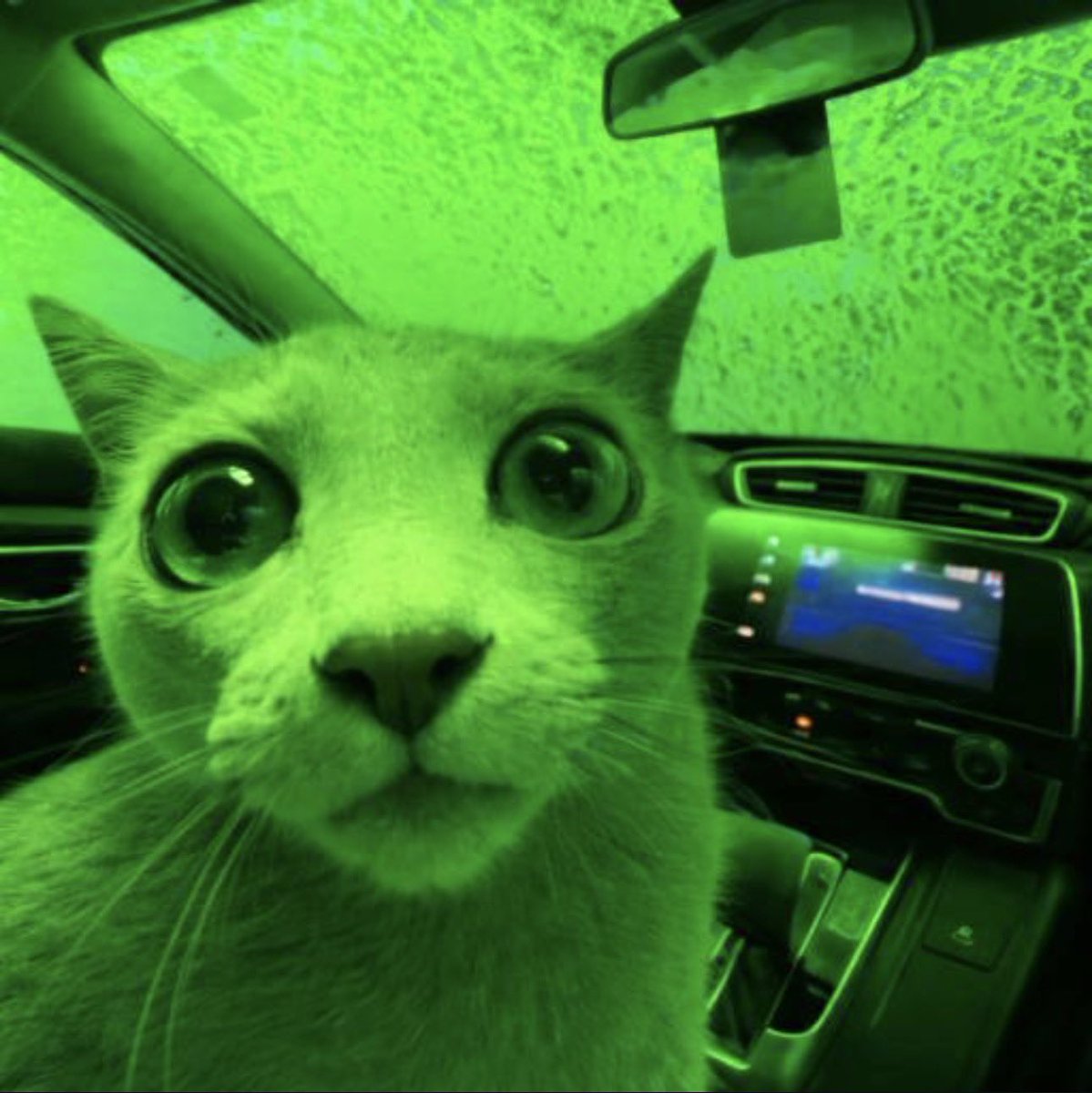 Cryptohunterafr's tweet photo. Bid the OG $cozy the cat not $marketcat 

J1295VTUTXyQXSZnQKFpmmKurWbSZ482hy6pe3Yapump https://t.co/rBg3n1k3Jo