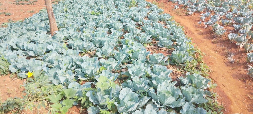 MagazineJimbere's tweet photo. 🌱 Les habitants de cinq collines de la zone #Buhangura, en commune #Kiganda (@Gitega), ont mis en place un système de retenue des eaux provenant des collines afin de cultiver des légumes pendant la saison sèche
💧 Selon le chef de zone Maxime Mbayahaga, cette initiative s'inspire d'une pratique observée dans l'ancienne province de Bujumbura Rural. Le projet est déjà réalisé sur cinq des six collines de la zone
🤝 Il salue l'engagement des habitants, qui ont eux-mêmes creusé des canaux et acheté les tôles nécessaires pour faciliter le passage et la retenue de l'eau
#Burundi #Jimbere
