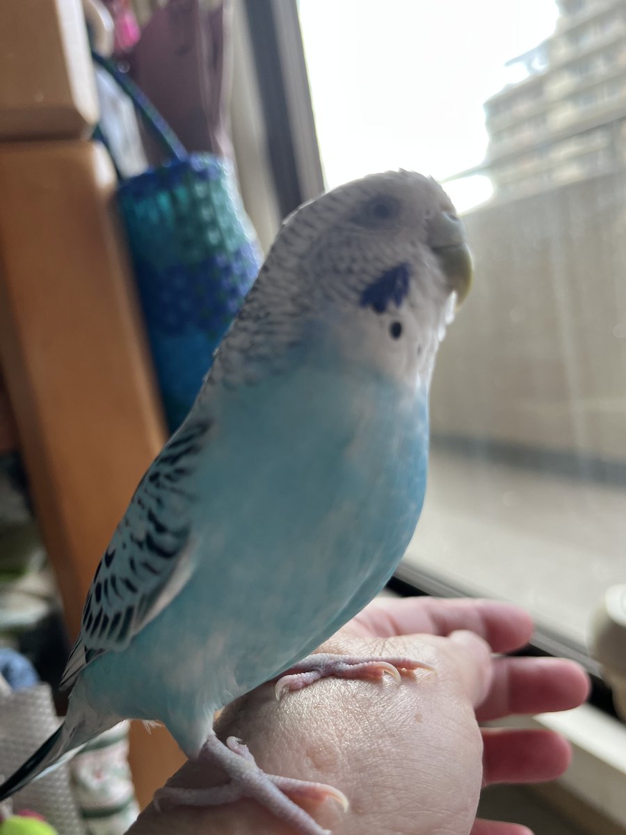 36hiika's tweet photo. 今日も暑かったですね
被災地のみなさんお身体に気をつけてください
飼い主の晩ごはんはくまモンのシールがついていたかぼちゃを買って煮物にして食べました
リンちゃんはもらえませんでした https://t.co/mhswrQVd4H