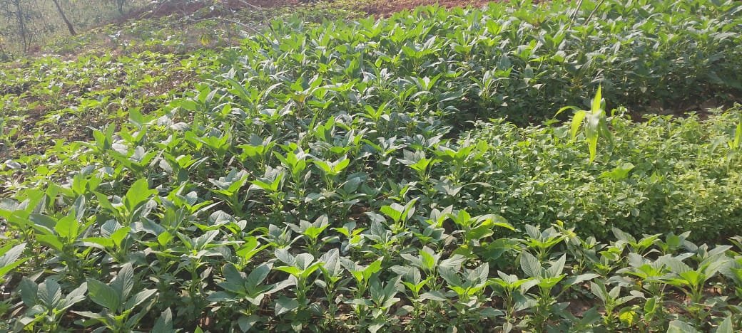 MagazineJimbere's tweet photo. 🌱 Les habitants de cinq collines de la zone #Buhangura, en commune #Kiganda (@Gitega), ont mis en place un système de retenue des eaux provenant des collines afin de cultiver des légumes pendant la saison sèche
💧 Selon le chef de zone Maxime Mbayahaga, cette initiative s'inspire d'une pratique observée dans l'ancienne province de Bujumbura Rural. Le projet est déjà réalisé sur cinq des six collines de la zone
🤝 Il salue l'engagement des habitants, qui ont eux-mêmes creusé des canaux et acheté les tôles nécessaires pour faciliter le passage et la retenue de l'eau
#Burundi #Jimbere