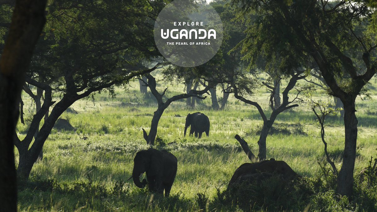 ExploreUganda's tweet photo. 11: 11 ✨

A new wallpaper.
A fresh perspective.
A reason to #ExploreUganda.
Download yours today.

#WallpaperWednesday https://t.co/6qzkBzXwzV