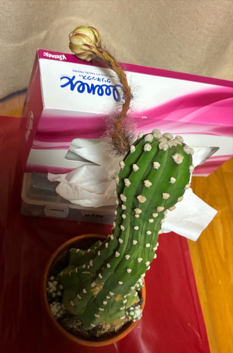kamataichi's tweet photo. サボテンが蕾つけて、重みと熱波でへたってきたから室内に避難させて即席補強して様子見てたんだけど、今日とうとうぽろりと捥げてしまいました🌵
どうすればよかったんだ…… https://t.co/Z96qW3JdSq
