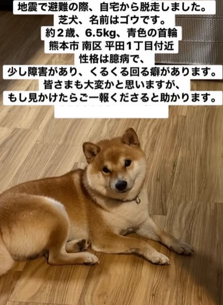 mama88872520's tweet photo. 熊本県  #熊本市  熊本市南区  南区平田  7/28夕方逸走
小柄な #柴犬 ♂️ ごう君 2歳 6.5Kg  豆柴  青い布製首輪
#迷子犬  #迷い犬  白川  平成駅  西熊本駅  
⬇️情報お届け下さい🙏目撃されたら110番で保護依頼を🙇‍♀️
発信者様IG  https://t.co/TCzpBu1WCi より https://t.co/1NNOYy69Tf