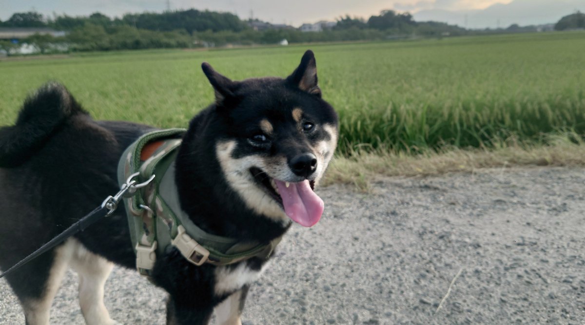 gon_mamesiba's tweet photo. こんにちワン☀
今日は風があって涼しいです〜
#豆柴 #柴犬 https://t.co/ZAnyHpdQRQ