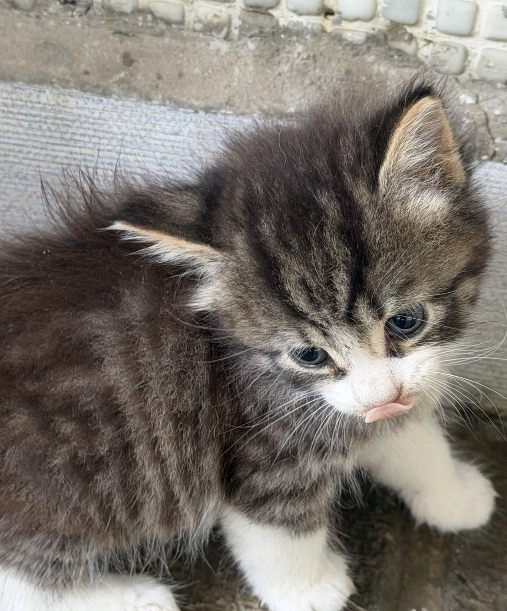 Badiko_'s tweet photo. Benim kulaklarından bile tüy fışkıran canım tekir oğlumu neden beğenmediniz siz? 🥺Diğer kardeşleri yuvalandı, bir tek o kaldı.. Yer: İstanbul/Bahçelievler https://t.co/dv3RnuJQwh