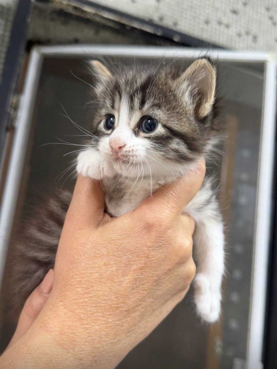 Badiko_'s tweet photo. Benim kulaklarından bile tüy fışkıran canım tekir oğlumu neden beğenmediniz siz? 🥺Diğer kardeşleri yuvalandı, bir tek o kaldı.. Yer: İstanbul/Bahçelievler https://t.co/dv3RnuJQwh