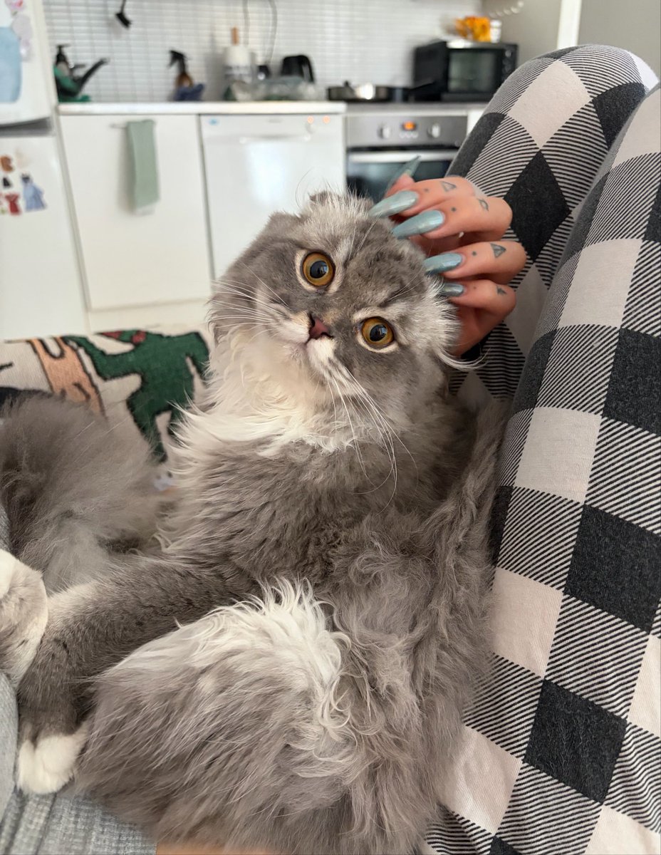 ellys000drunk's tweet photo. けだまてぁぁんん https://t.co/fL5xXc1ADe