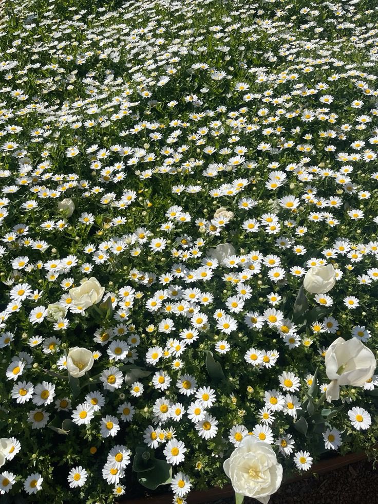 xueerr_'s tweet photo. how pinterest sees me:

  ꪆ୧   lyrics 
  ꪆ୧   character 
  ꪆ୧   artist/singer 
  ꪆ୧   flower https://t.co/Nq77CVnpdb