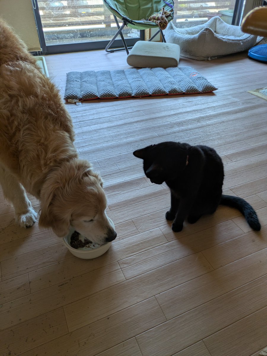 dogmassagecs's tweet photo. 食べ物に対する執着は強いけど、至近距離でガン見されても何なら手を出されても怒らないのが松太くんの良いところ https://t.co/WzGoDmIMCa
