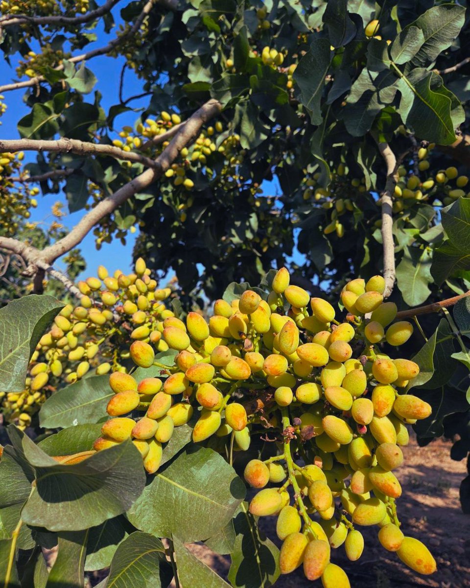 TimacAGROEspana's tweet photo. Durante años, este pistachero de 26 años sufrió carencias de hierro por un pH elevado... hasta que llegó FERTIACTYL GREEN EXTREME, nuestro bioestimulante antiestrés. Hoy, gracias a un plan de fertirrigación 100% TIMAC AGRO, ¡muestra todo su potencial en fase de engorde! https://t.co/Y1abHPQOJE