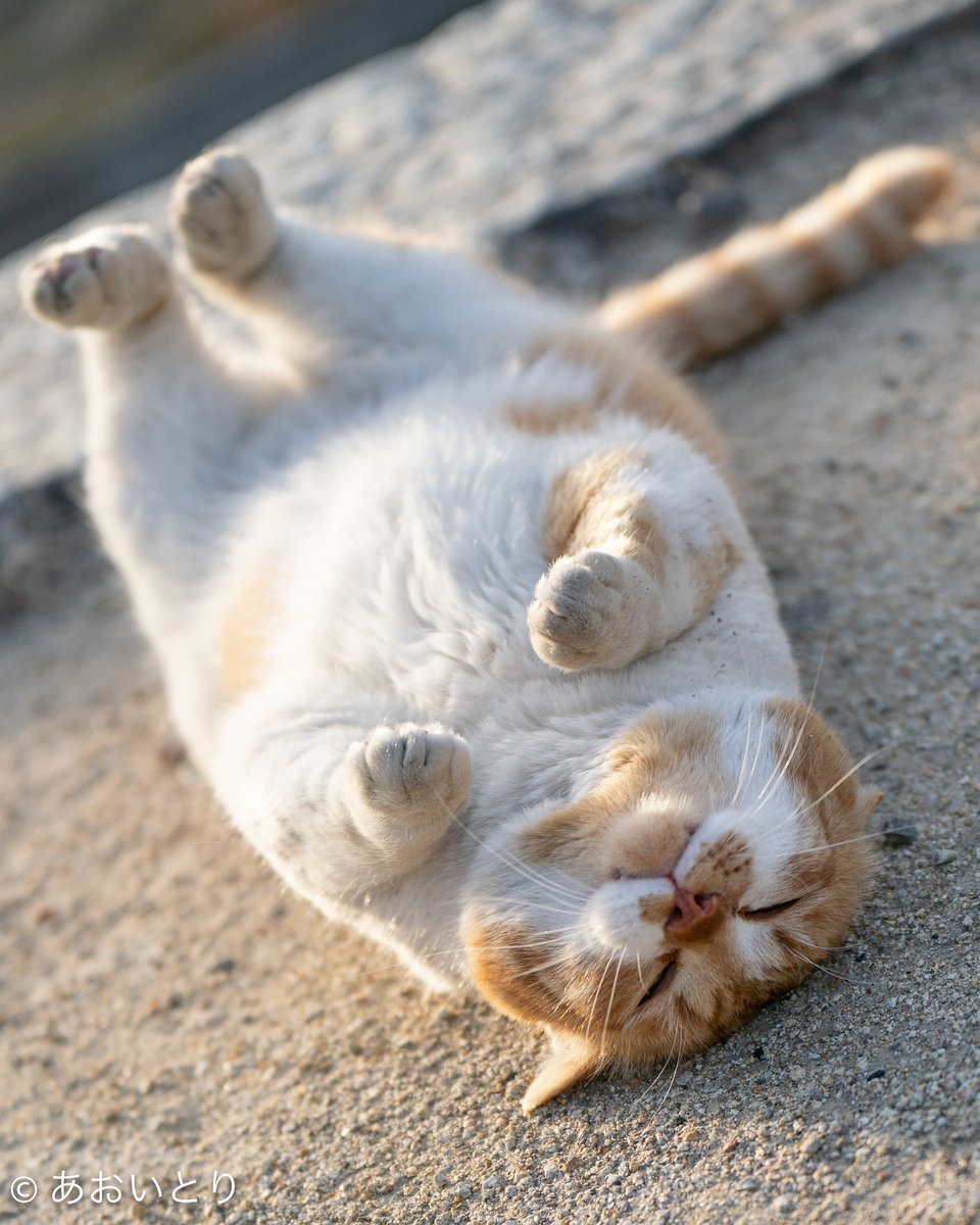 あおいとり🐱写真集「ずっと気まま猫」発売中 tweet media