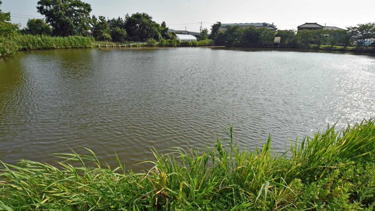 Marinepia_PR's tweet photo. 新潟市には16の潟や池があります。その一つを紹介します。西区金巻と西区木場の間にある、金巻の池(かねまきのいけ)、別名、水戸際池(みとわいけ)です。宮池(みやいけ、みやのいけ)、木場池(きばいけ)などとも呼ばれています。#ラムサール条約湿地都市 #国際湿地都市NIIGATA https://t.co/o0skPn81ls