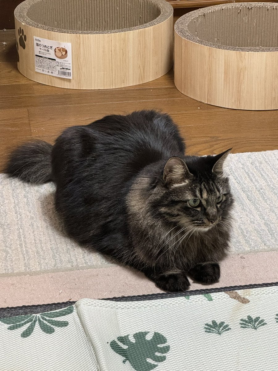 mi0_memo's tweet photo. 拡散希望お願いします
親戚の家の猫なのですが、地震の時は怯えて丸まってたそうなのですが目を離した隙に自分で網戸をこじ開けて逃げてしまったみたいです。
野良出身だからある程度は大丈夫だと思うけどもし見つけたら私宛に連絡をお願いします。熊本市西区二本木付近です。
 #熊本地震 https://t.co/cXCdVW4rTB