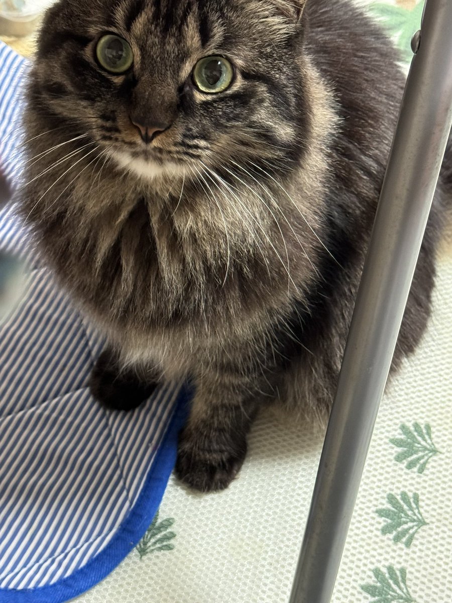 mi0_memo's tweet photo. 拡散希望お願いします
親戚の家の猫なのですが、地震の時は怯えて丸まってたそうなのですが目を離した隙に自分で網戸をこじ開けて逃げてしまったみたいです。
野良出身だからある程度は大丈夫だと思うけどもし見つけたら私宛に連絡をお願いします。熊本市西区二本木付近です。
 #熊本地震 https://t.co/cXCdVW4rTB